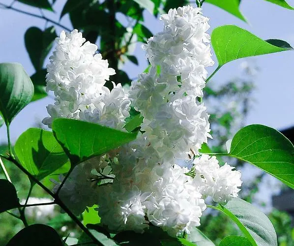 Apartmán Sopocki Dworek *