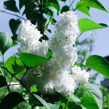 Appartement Sopocki Dworek *